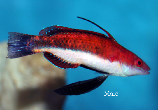  Cirrhilabrus joanallenae (Joan's Fairy Wrasse)